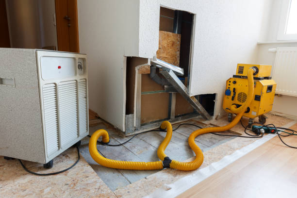 Best Basement Mold Removal  in Benjamin, UT
