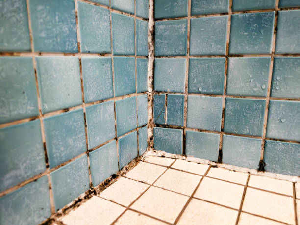 Best Industrial Mold Remediation  in Benjamin, UT