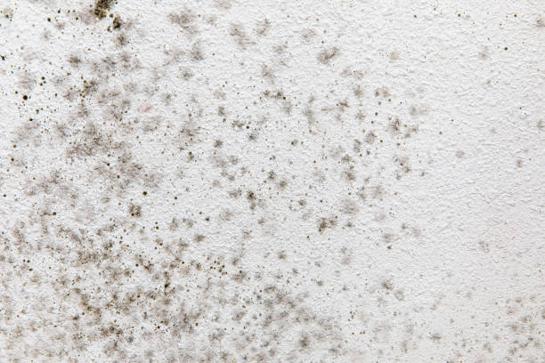 Best Emergency Mold Remediation  in Benjamin, UT