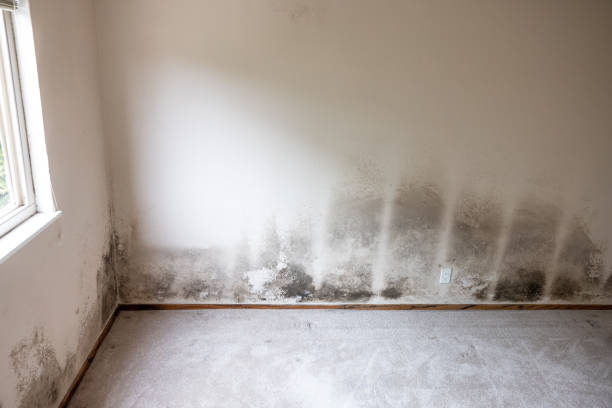 Best Environmental Consulting for Mold Prevention  in Benjamin, UT