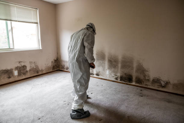 Best Biohazard Mold Removal  in Benjamin, UT